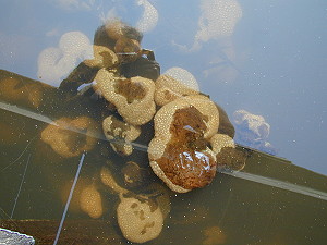 Bryozoa on pier piling