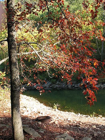 Blackgum on Little River
