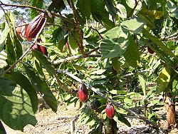 Cacao fruit