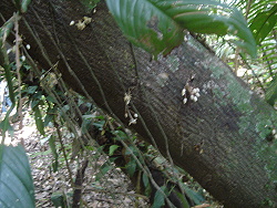 Cacao flowers on trunk of tree