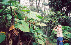 Thomas Wilson birding in Costa Rica