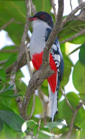 Cuban Trogon - National Bird