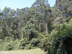 Woods above the Hatchery Office
