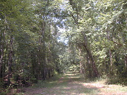 Road into Park woods behind Hatchery ponds