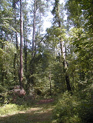 Woods of Hatchery area