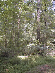 Hatchery woods