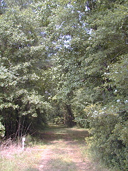 Trail through woods beside Hatchery