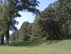 Woods along Hwy beside the Hatchery Office
