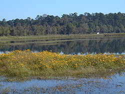 Black-eyed susans bloowing on edge of Hatchery pond.