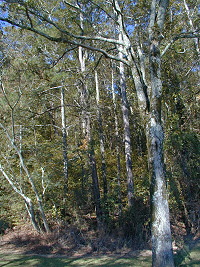 woods on hill behind Hatchery office