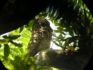 The Great Potoo (male)
