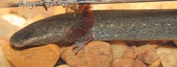 Eastern  Lesser Siren