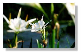 Cahaba Lily, image by Ted Whisenhunt