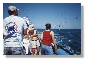 Feeding gulls bycatch