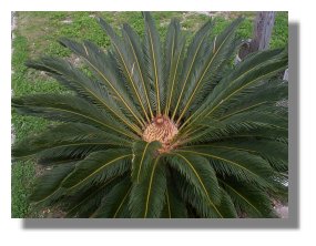 Sego palm at Marine Resources Division building