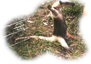 Anteater being rehabilitated for release into the wild