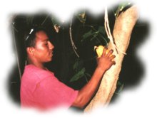 Melito, a Mayan from Cayo District, collecting cacao fruit