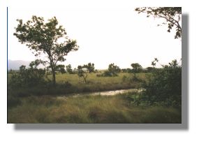 Savanna Cocks Comb Basin