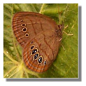 The endangered Mitchell's Satyr butterfly, image by Jim Mawk, US Forest Service, Brent, Ala