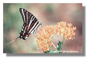 Zebra swallowtail photographed by Dr. Jeffrey Glassberg