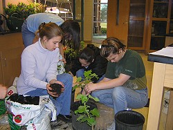 Caroline Price and Beth Blackwell planting Confederate Rose