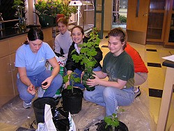 Botany class potting Confederate Roses grown in the light