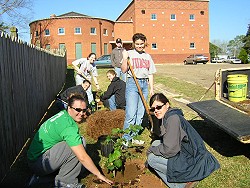 Botany class planting the Confederate rose