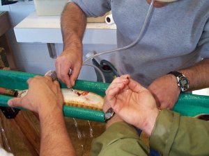 Nick Nichols using catheter to extract eggs from Alabama sturgeon