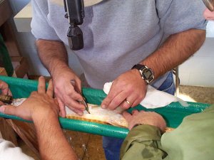 Nick Nichols making incision in belly of Alabama sturgeon